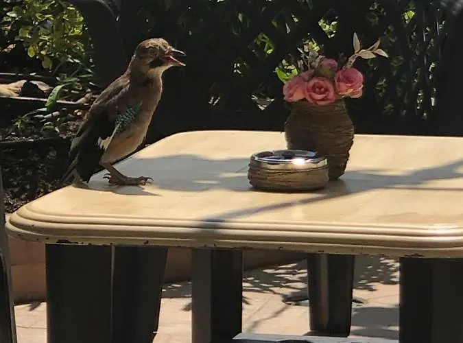 Guest house Ivano 2*